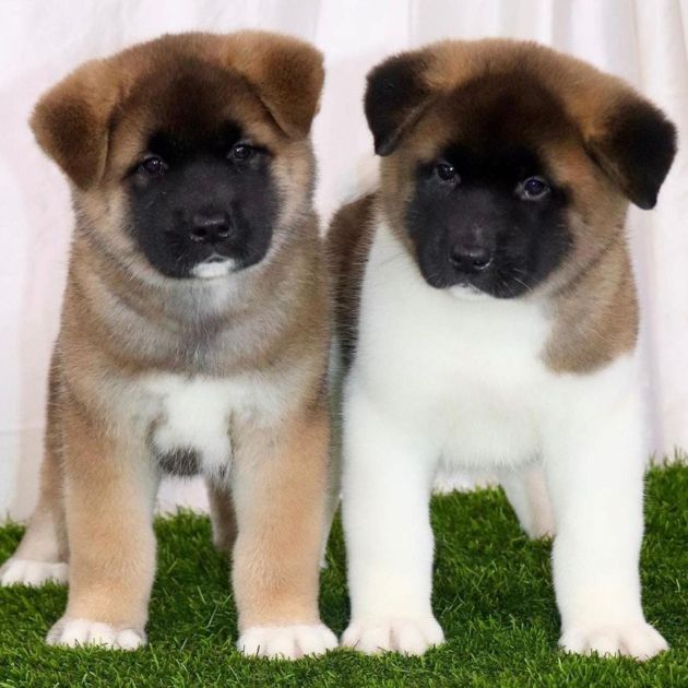 Akita puppies for sale in Delhi Ncr