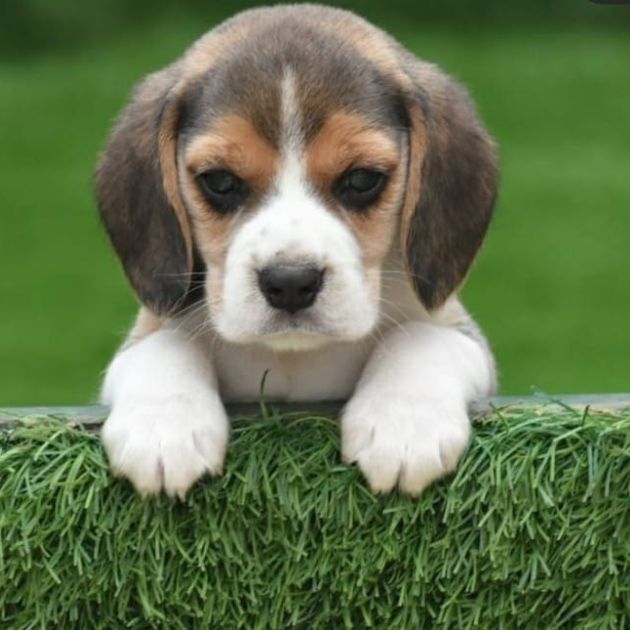 Beagle puppies for sale in Delhi Ncr