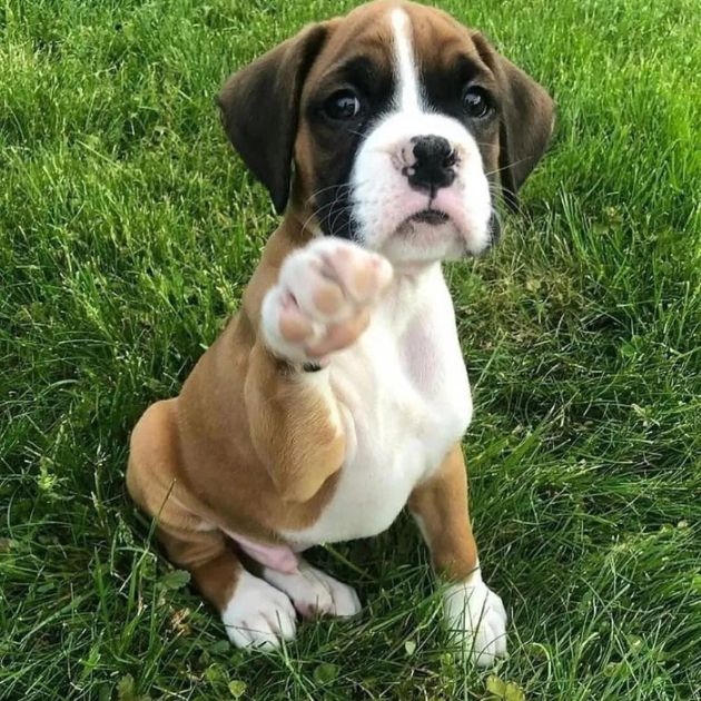 Boxer puppies for sale in Delhi Ncr