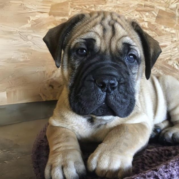 Bull Mastiff puppies for sale in Delhi Ncr