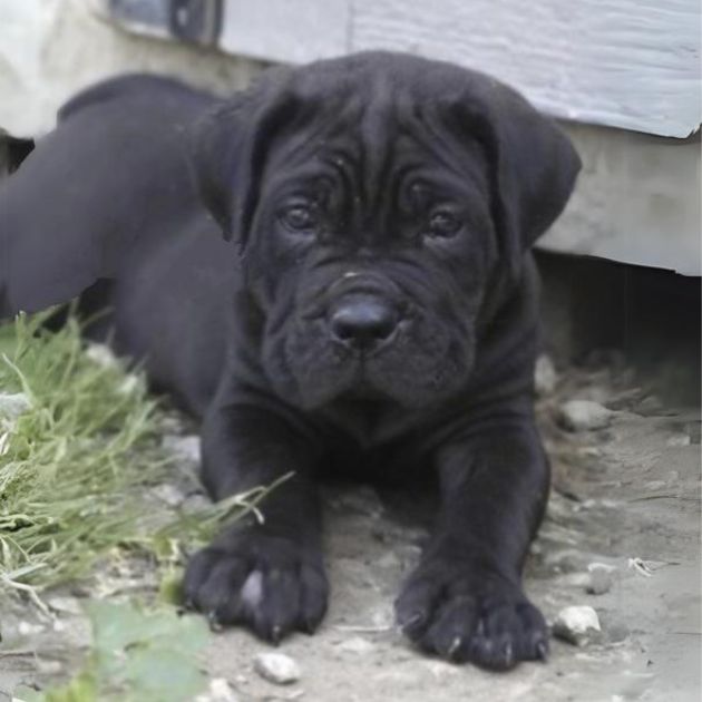 Cane Corso puppies for sale in Delhi Ncr