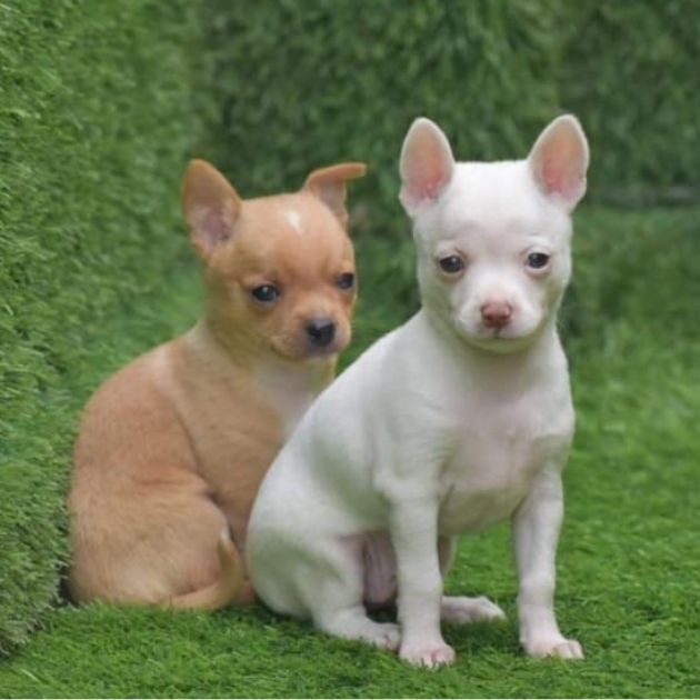 Chihuahua puppies for sale in Delhi Ncr