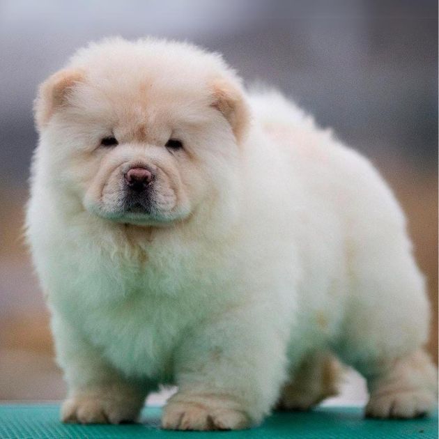 Chow Chow puppies for sale in Delhi Ncr