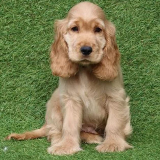 Cocker Spaniel puppies for sale in Delhi Ncr