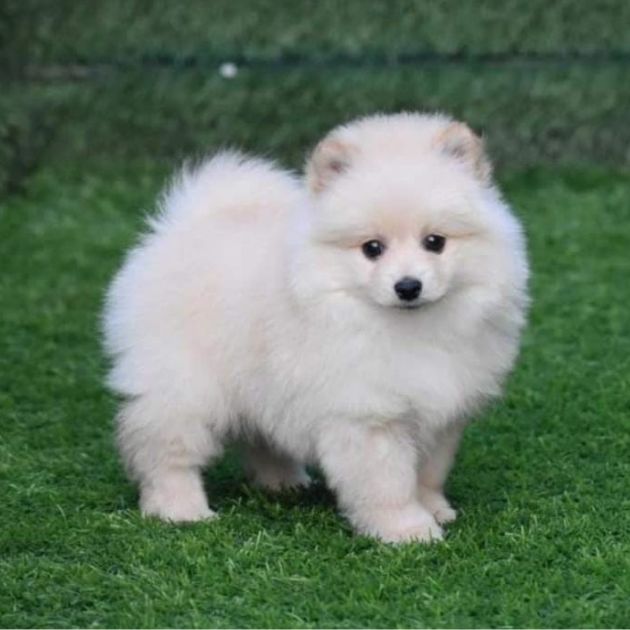 Culture Pom puppies for sale in Delhi Ncr