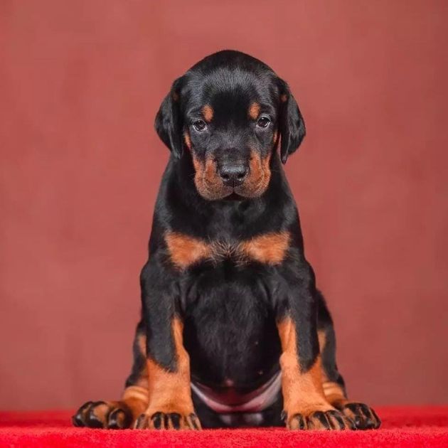 Doberman puppies for sale in Delhi Ncr