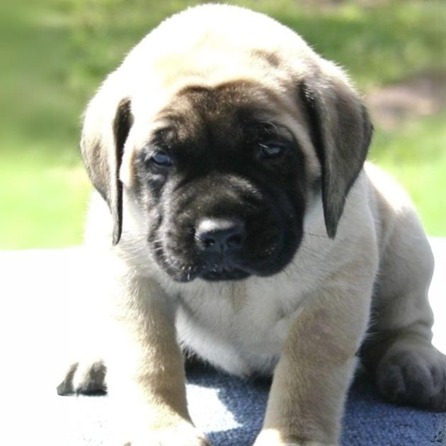 English Mastiff puppies for sale in Delhi Ncr