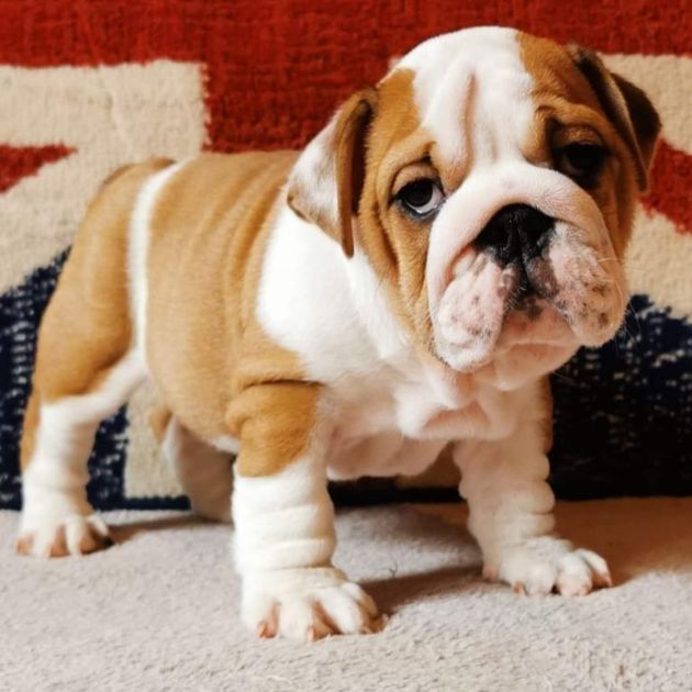 English bulldog puppies for sale