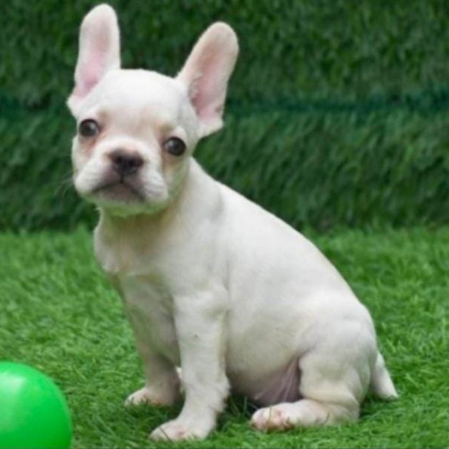 French Bulldog puppies for sale in Delhi Ncr