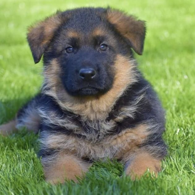 German Shepherd puppies for sale in Delhi Ncr