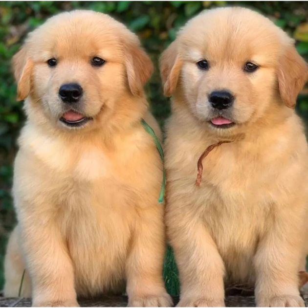 Golden Retriever puppies for sale in Delhi Ncr