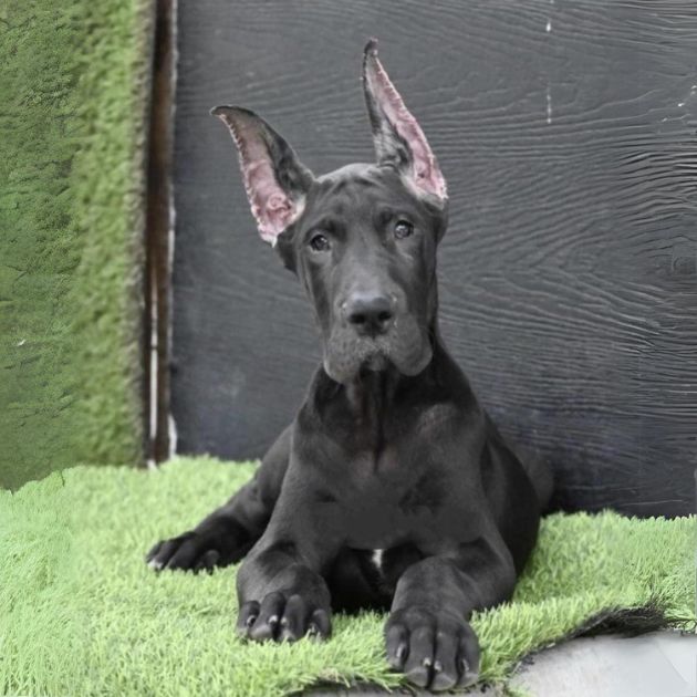 Great Dane puppies for sale in Delhi Ncr