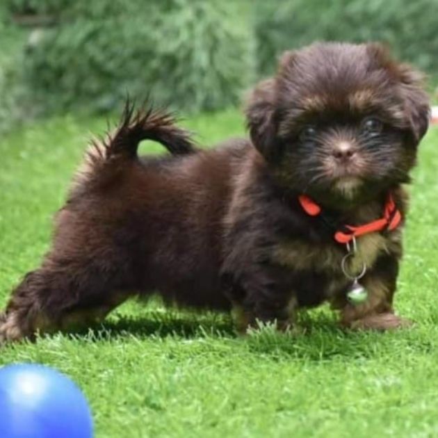 Havanese puppies for sale in Delhi Ncr