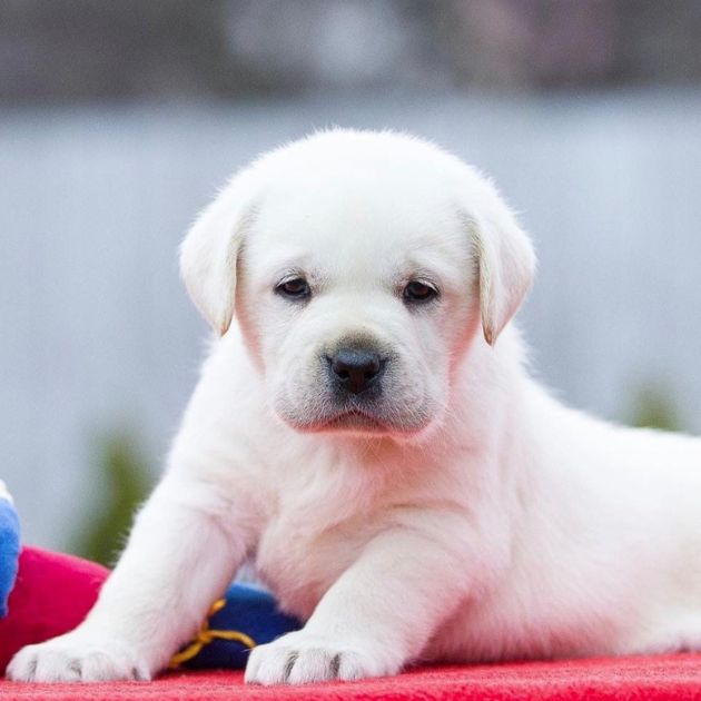 Labrador Retriever puppies for sale in Delhi Ncr