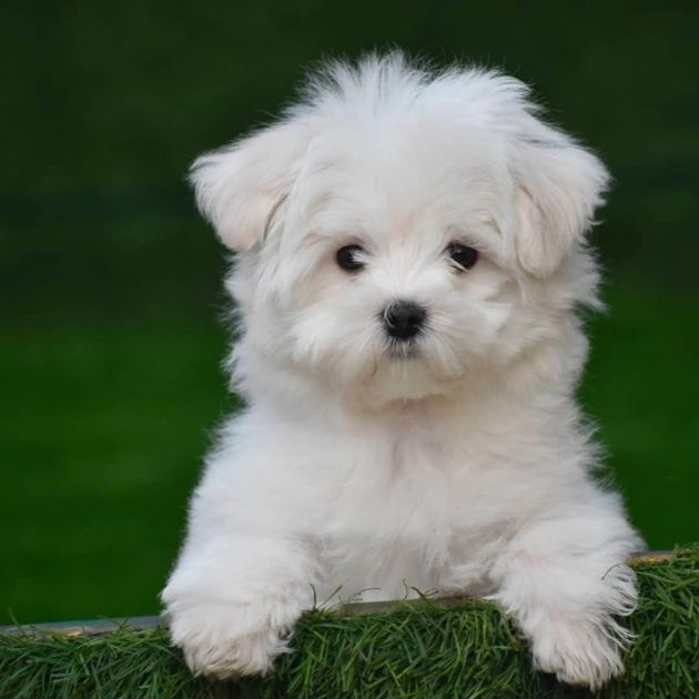 Maltese puppies for sale in Delhi Ncr