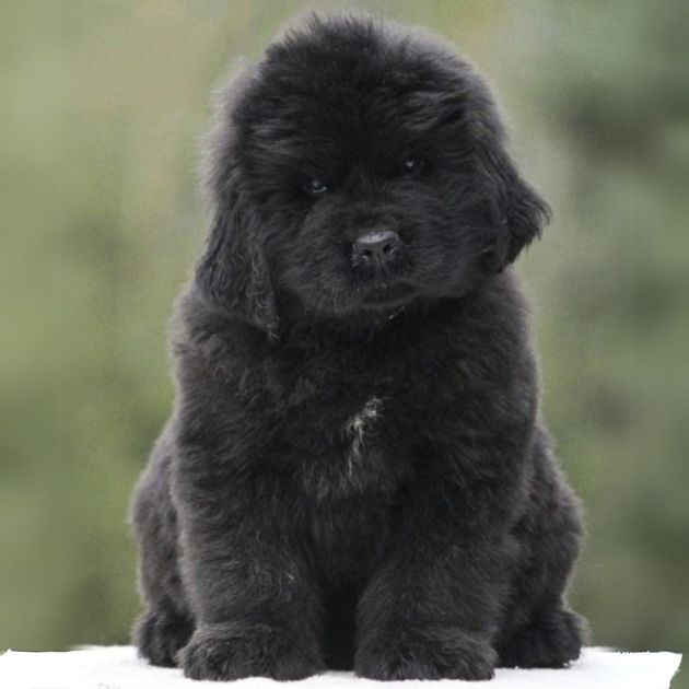 Newfoundland puppies for sale in Delhi Ncr