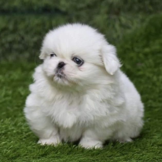 Pekingese puppies for sale in Delhi Ncr