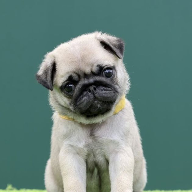 Pug puppies for sale in Delhi Ncr