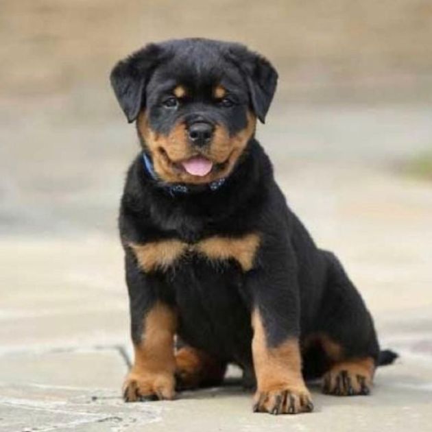 Rottweiler puppies for sale in Delhi Ncr