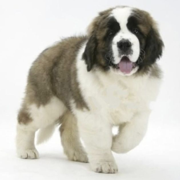 Saint Bernard puppies for sale in Delhi Ncr