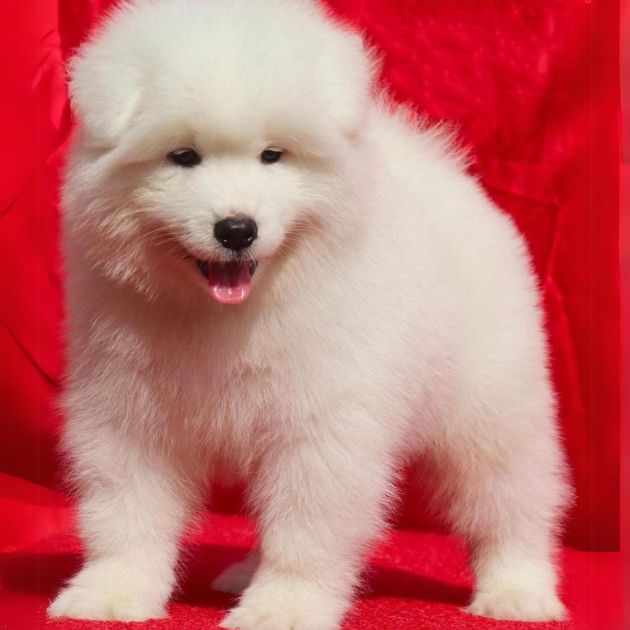 Samoyed puppies for sale in Delhi Ncr