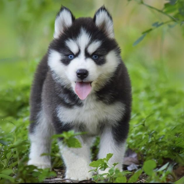 Siberian Husky puppies for sale in Delhi Ncr