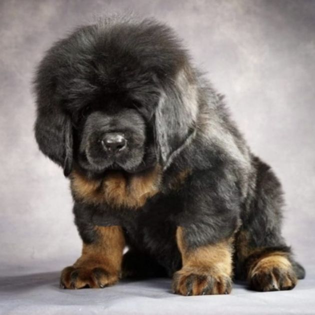 Tibetan Mastiff puppies for sale in Delhi Ncr