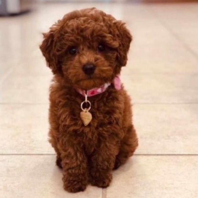 Toy Poodle puppies for sale in Delhi Ncr