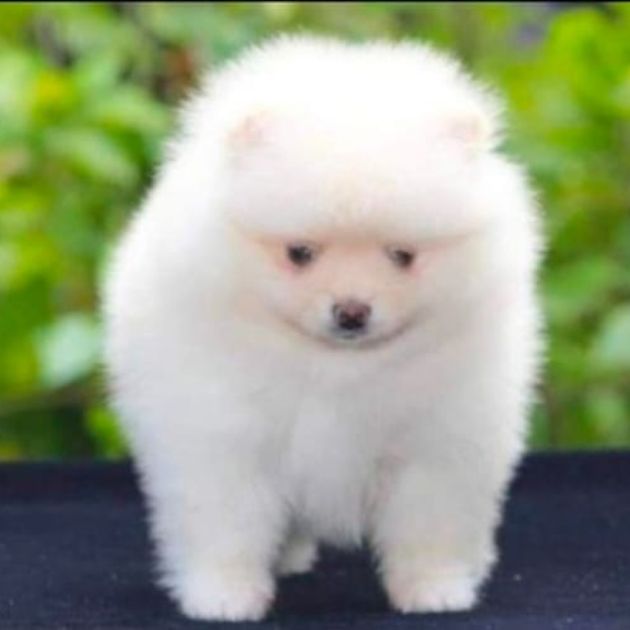 Toy pom puppies for sale in Delhi Ncr