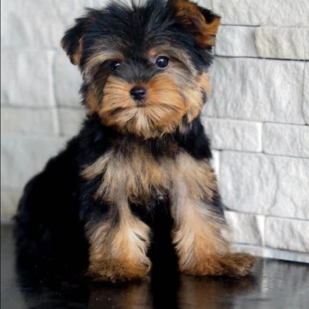 Yorkshire Terrier puppies for sale in Delhi Ncr