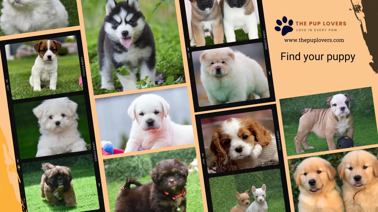 Find Your Puppy - The Pup Lovers